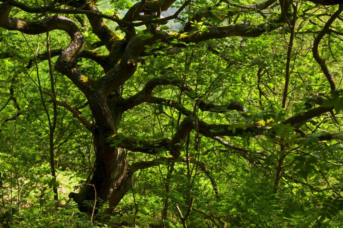 Hawksmoor National Trust Reserve | Churnet Valley guide